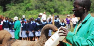 elefante ong solidaridad