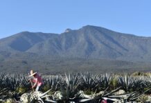 Posicionar el tequila como denominación de origen