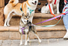 Descárgate el diccionario que te hará entender mejor a los perros