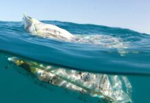 Comunicar (divulgar) la urgente necesidad de implicarnos con el océano