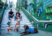 Asesores colabora con la Asociación Kuné para dar visibilidad al potencial de los perros de asistencia
